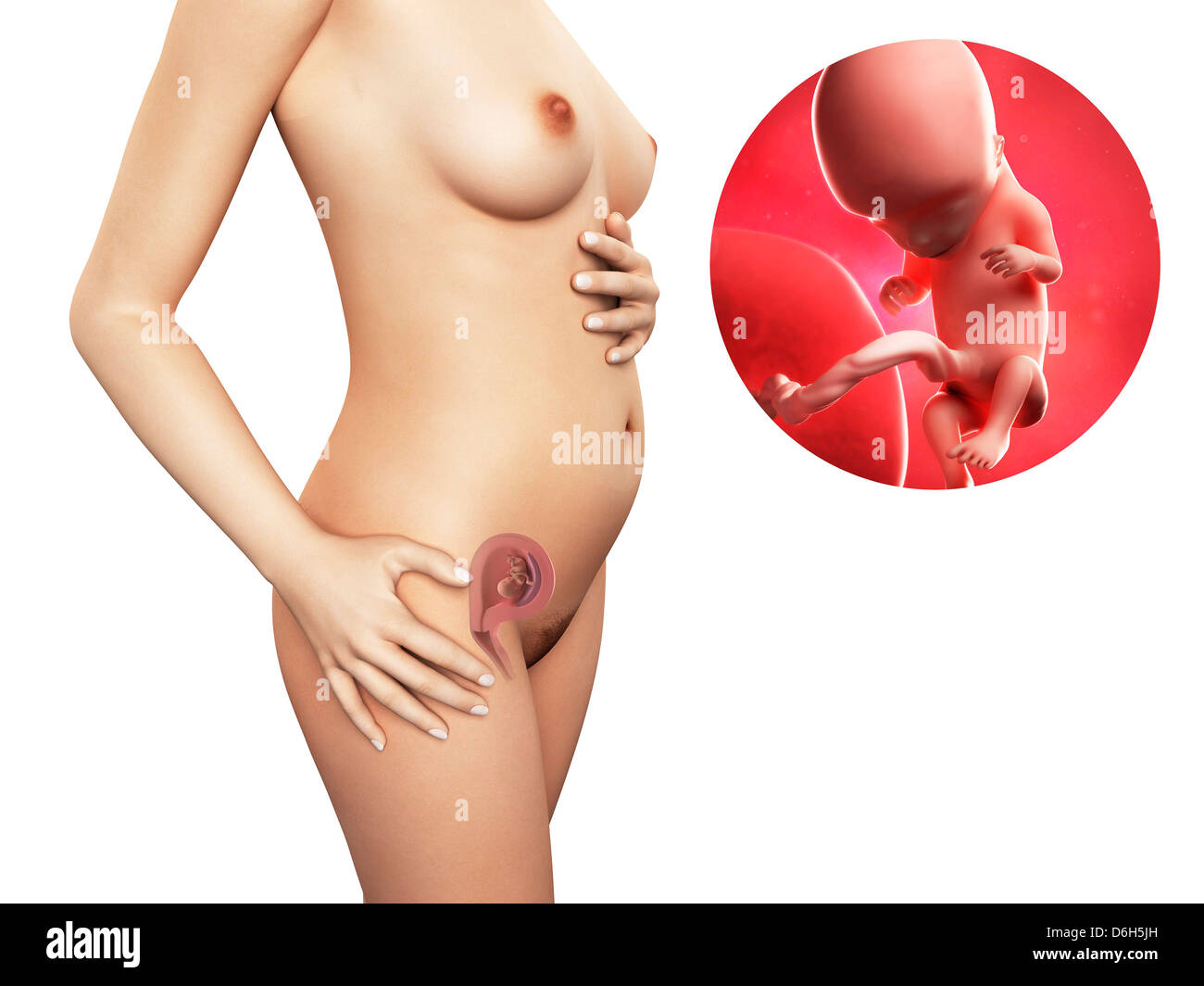 Pregnancy week 12 hi-res stock photography and images - Alamy