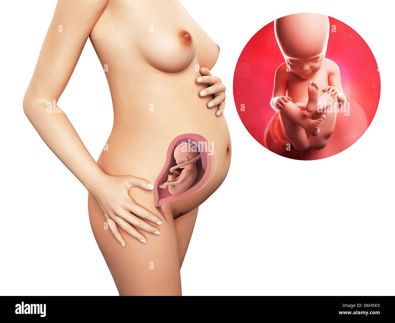 Pregnancy - week 27, artwork Stock Photo - Alamy, image size:1300x1064
