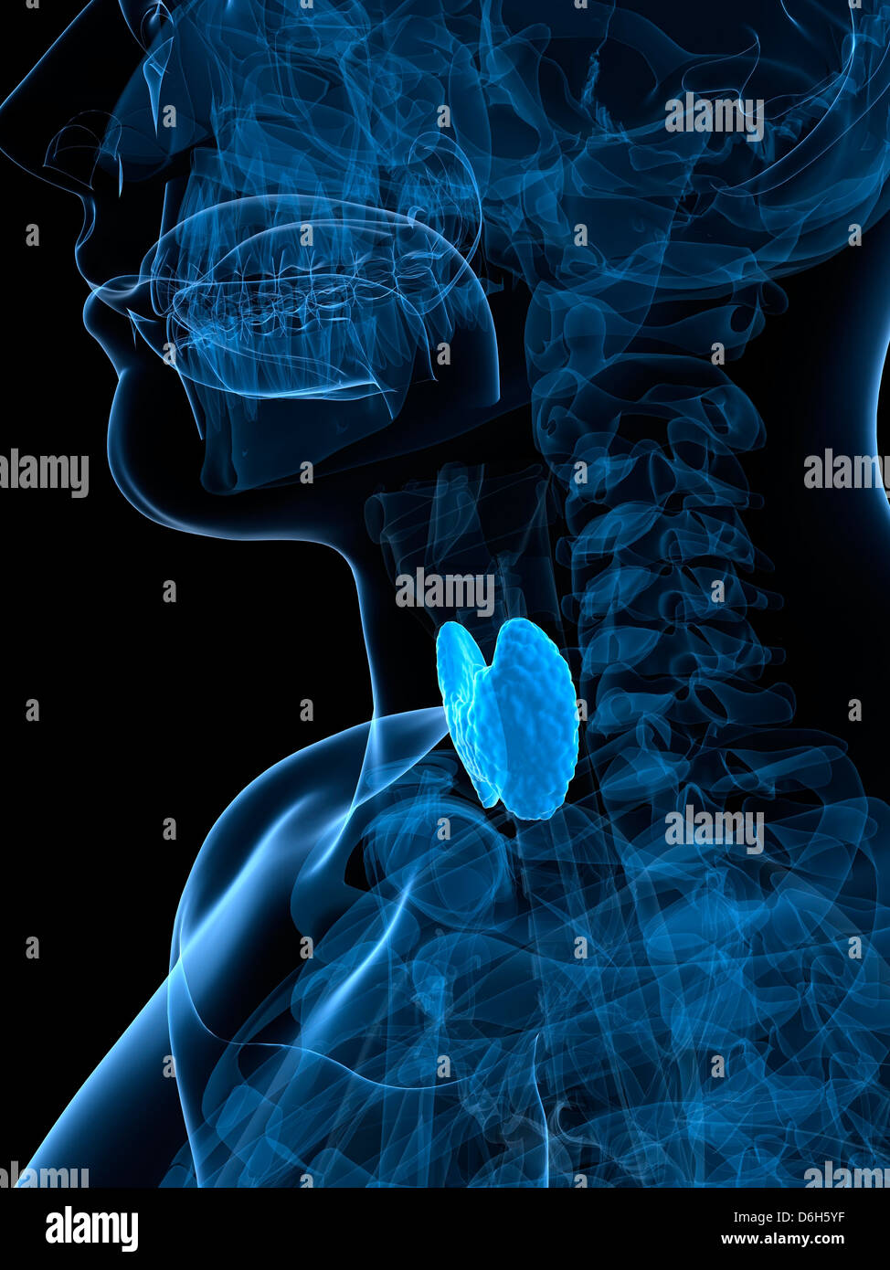 Healthy Thyroid Artwork Stock Photo Alamy