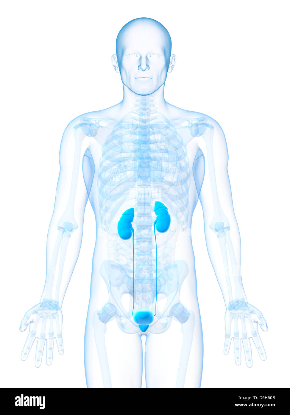 Male urinary system hi-res stock photography and images - Alamy