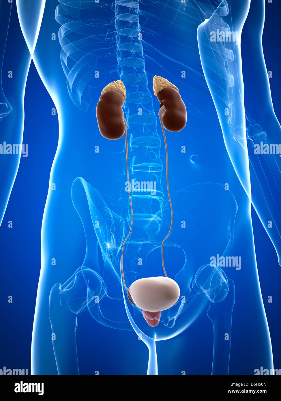 Male urinary system, artwork Stock Photo Alamy