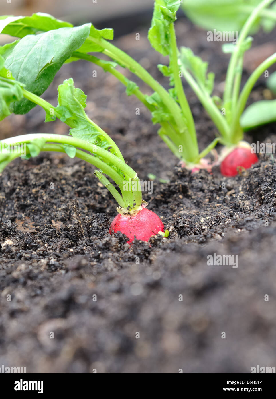radishes planted in a garden Stock Photo Alamy