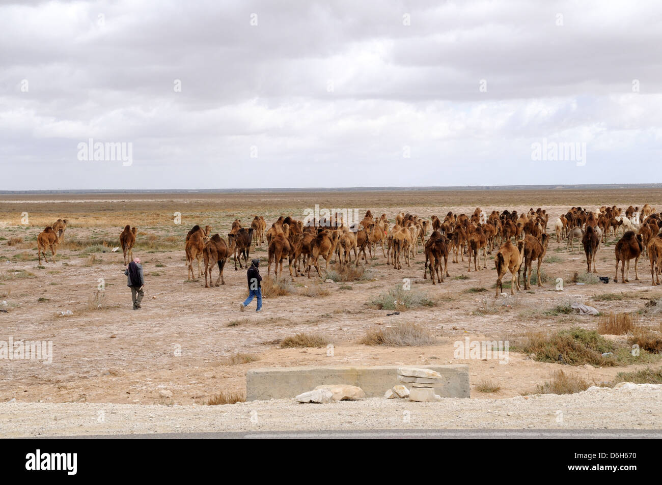 Two Tunisian men herding camels across the Sahara Desert Tunisia Stock Photo