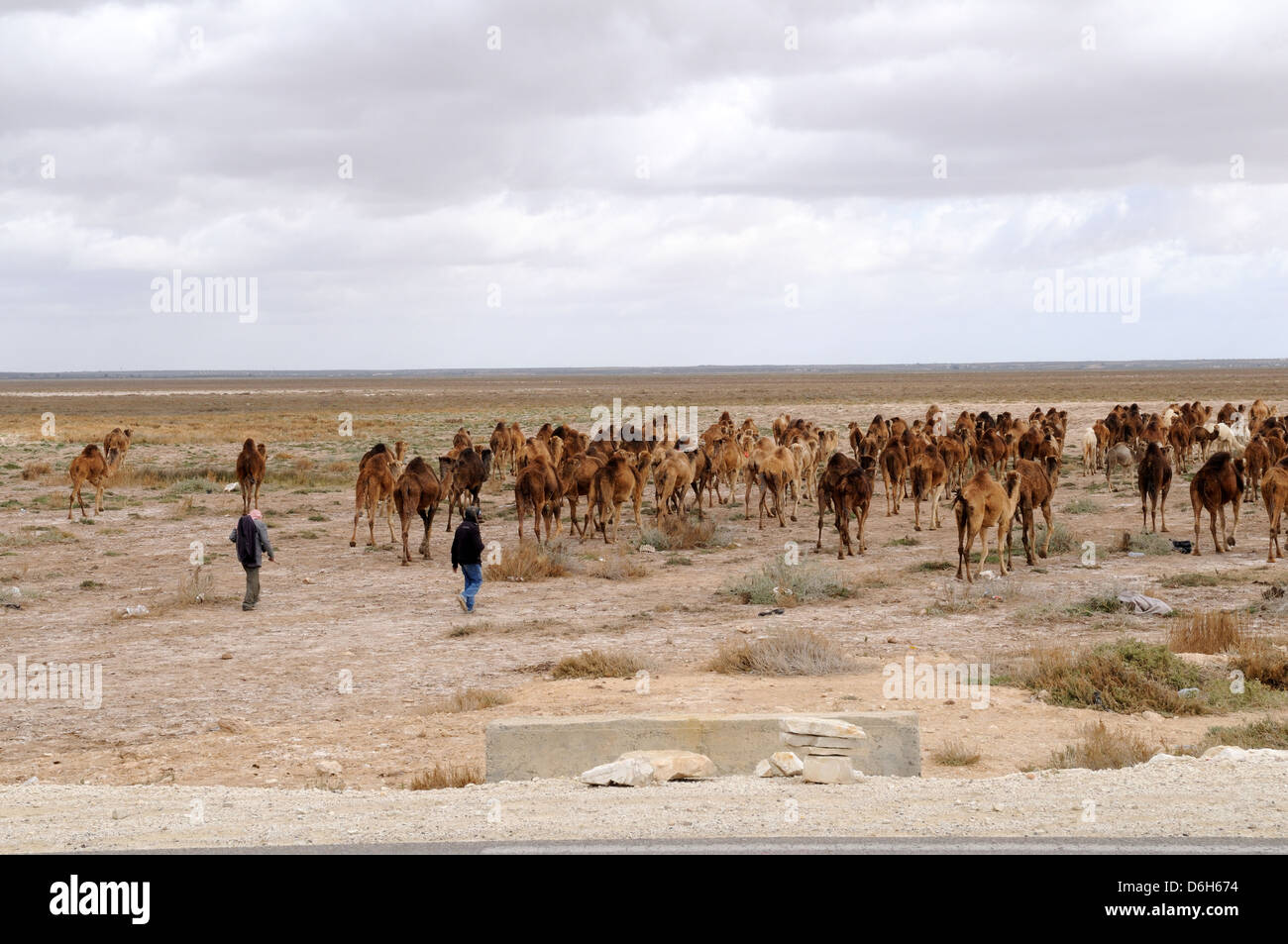 Two Tunisian men herding camels across the Sahara Desert Tunisia Stock Photo
