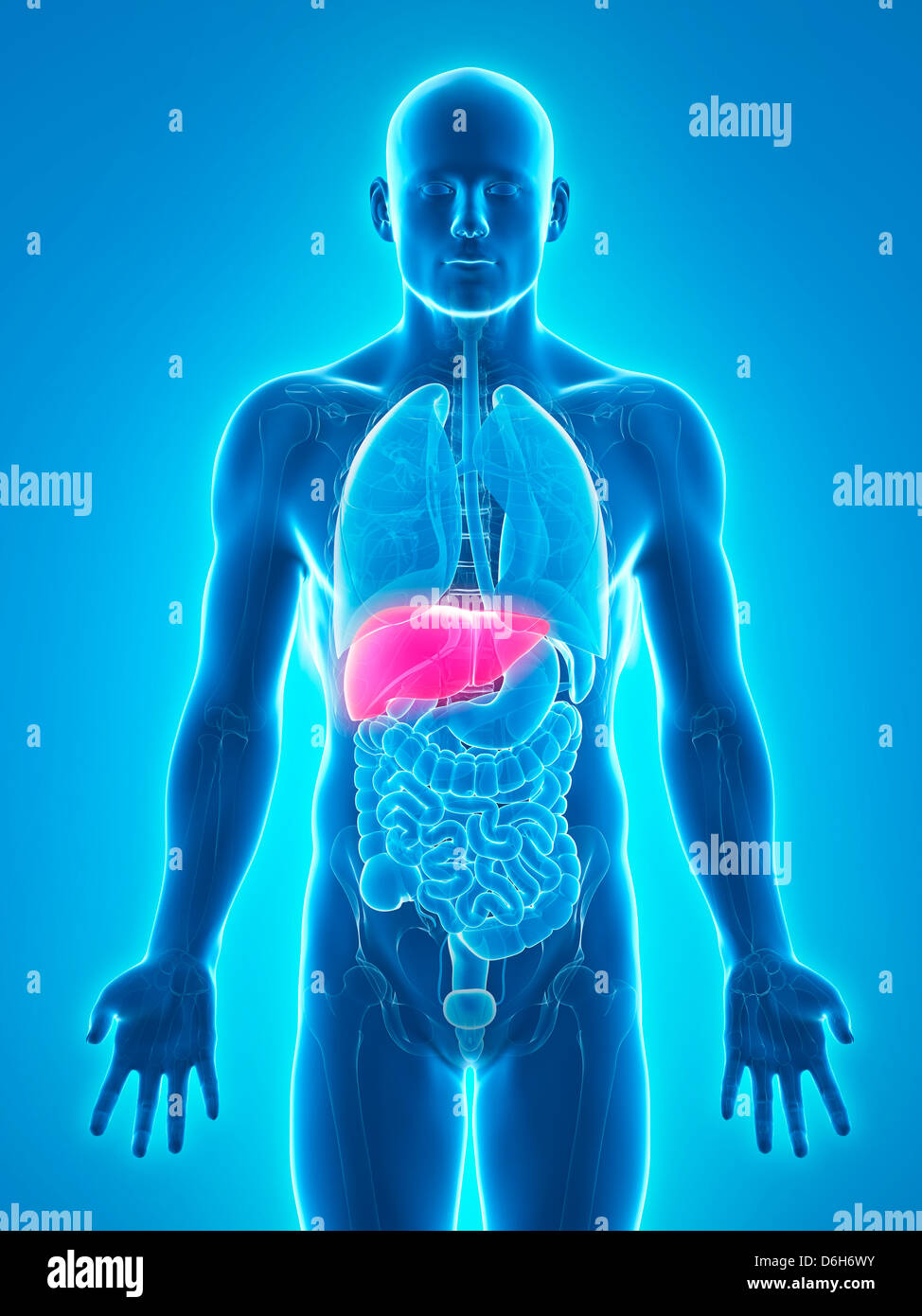 Healthy liver, artwork Stock Photo - Alamy