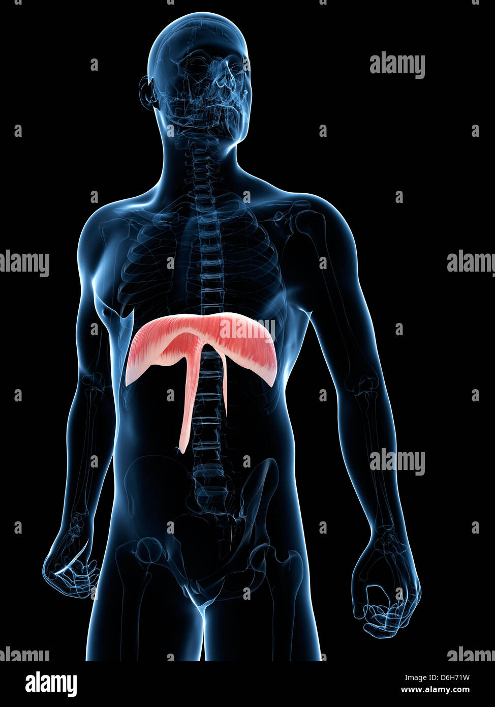 The Diaphragm High Resolution Stock Photography and Images Alamy
