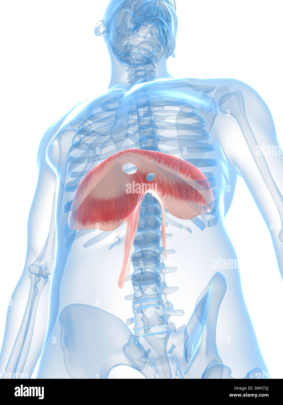 The Diaphragm High Resolution Stock Photography and Images Alamy