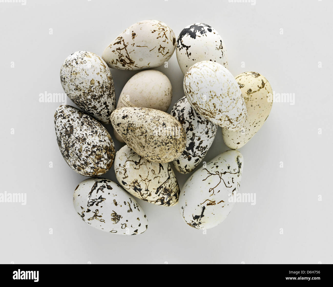 Pile of old speckled eggs Stock Photo