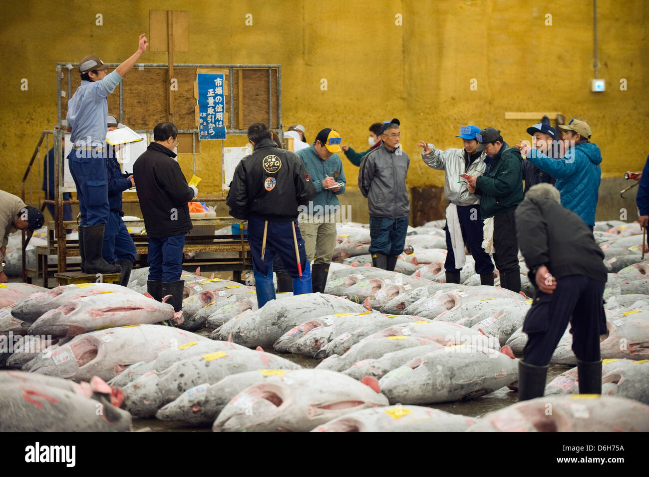 auction house, frozen tuna fish at Tsukiji Fish Market, Tokyo, Japan