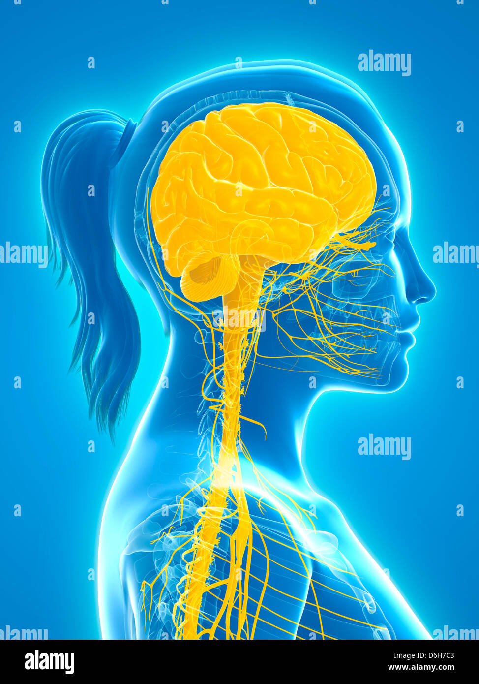 RFD6H7C3–Central. nervous system, artwork. 