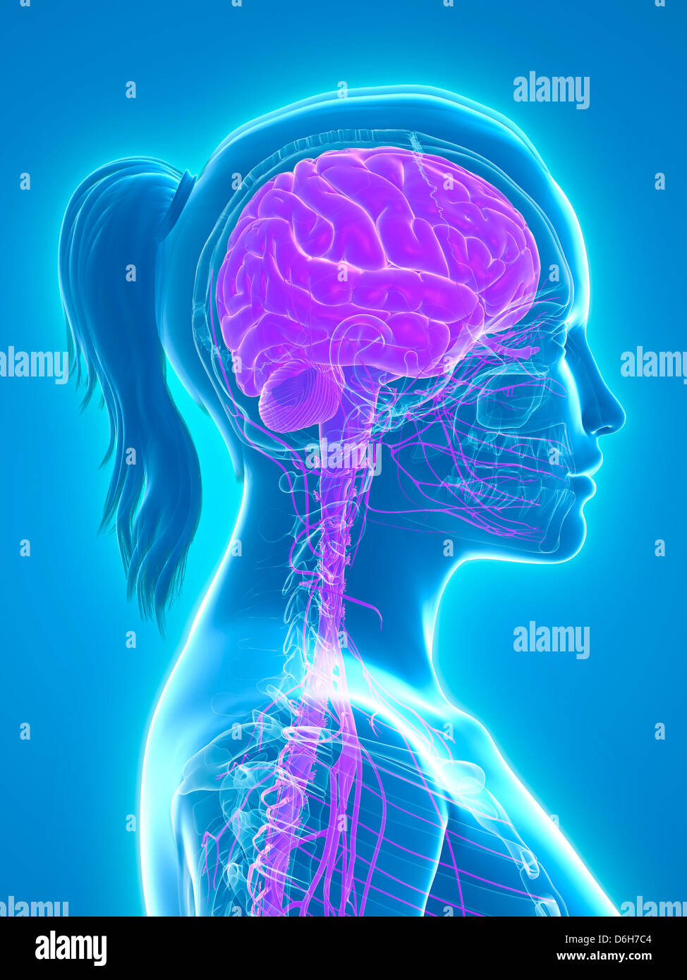 Nervous system, artwork Stock Photo. 