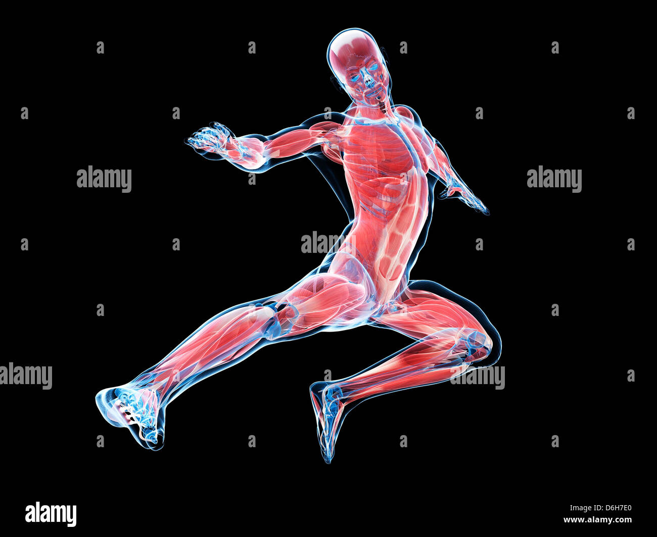 Male musculature, artwork Stock Photo - Alamy