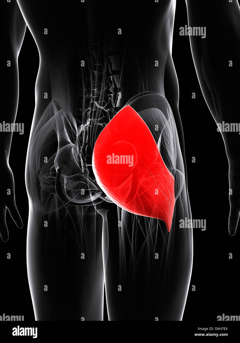 Buttock Anatomy High Resolution Stock Photography and Images Alamy