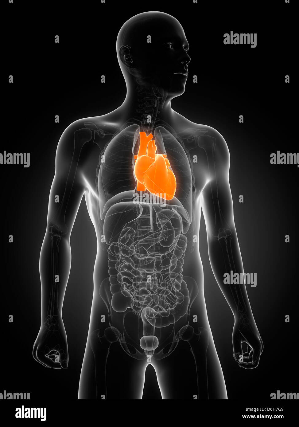 Healthy heart artwork hi-res stock photography and images - Alamy