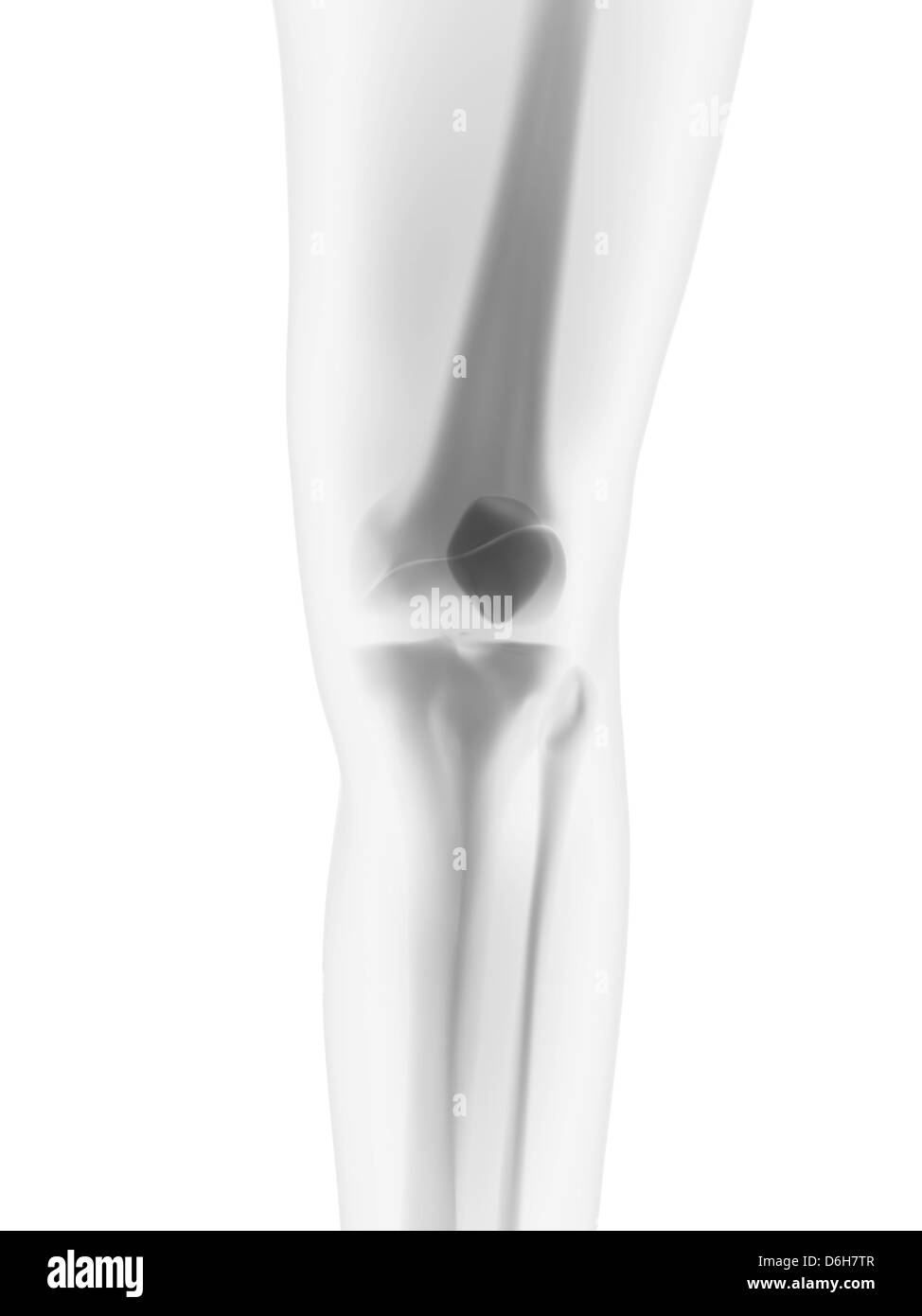 Knee anatomy Black and White Stock Photos & Images Alamy