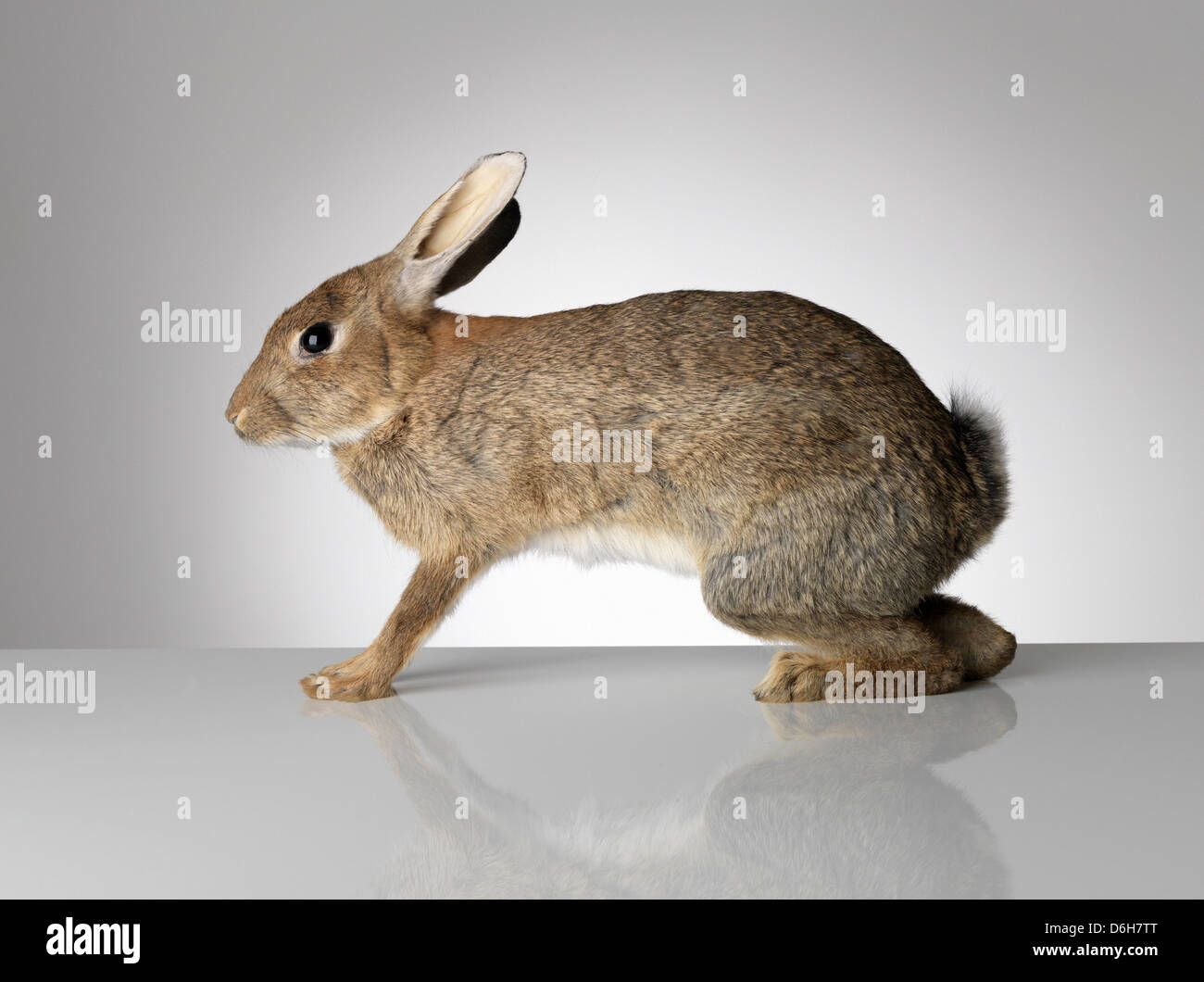 Taxidermied rabbit pouncing Stock Photo Alamy