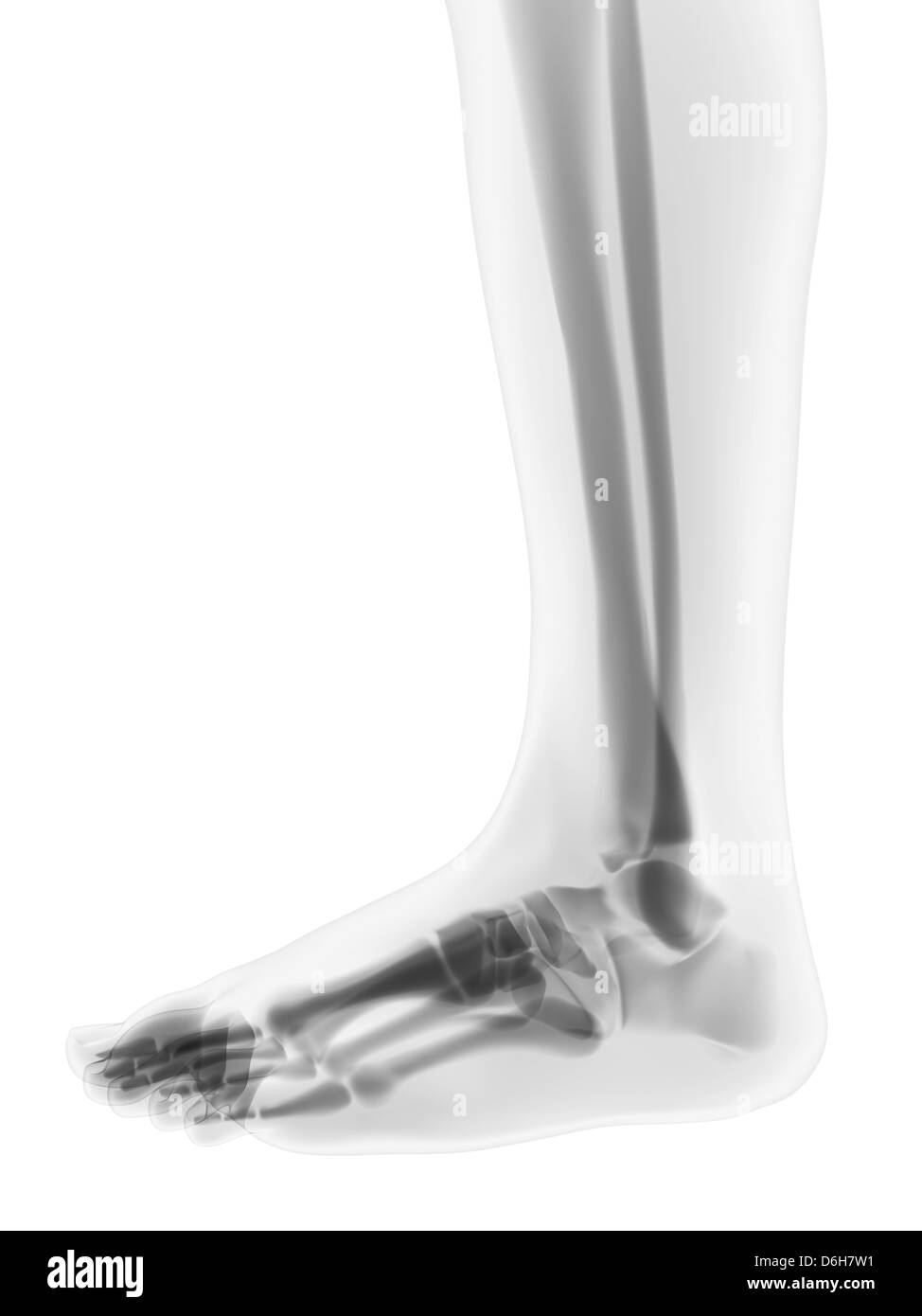 Foot bones, artwork Stock Photo