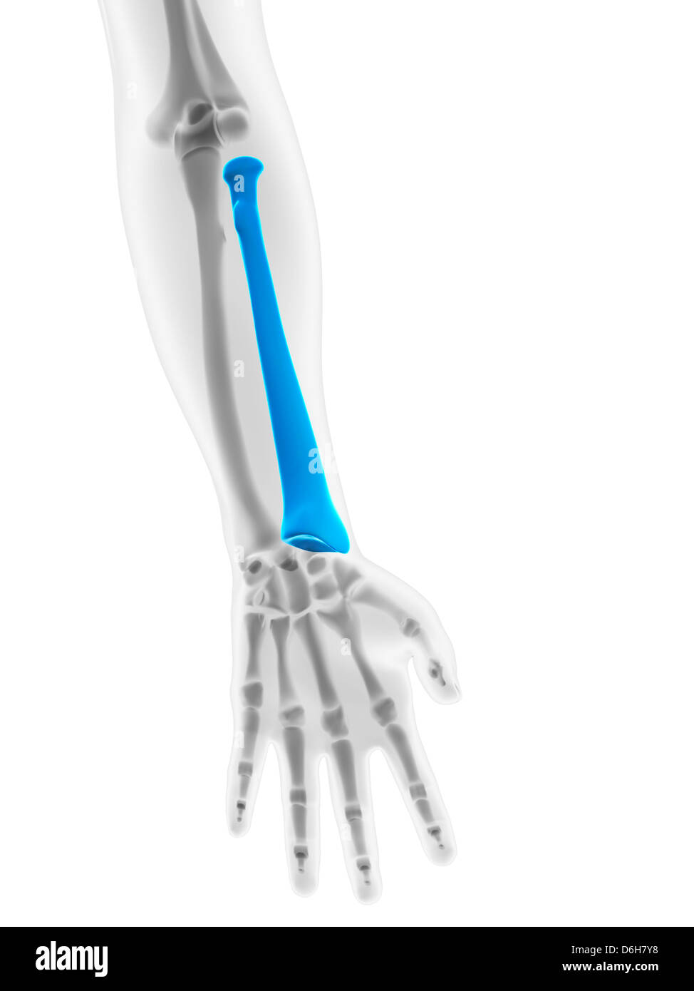 Lower arm bone hi-res stock photography and images - Alamy