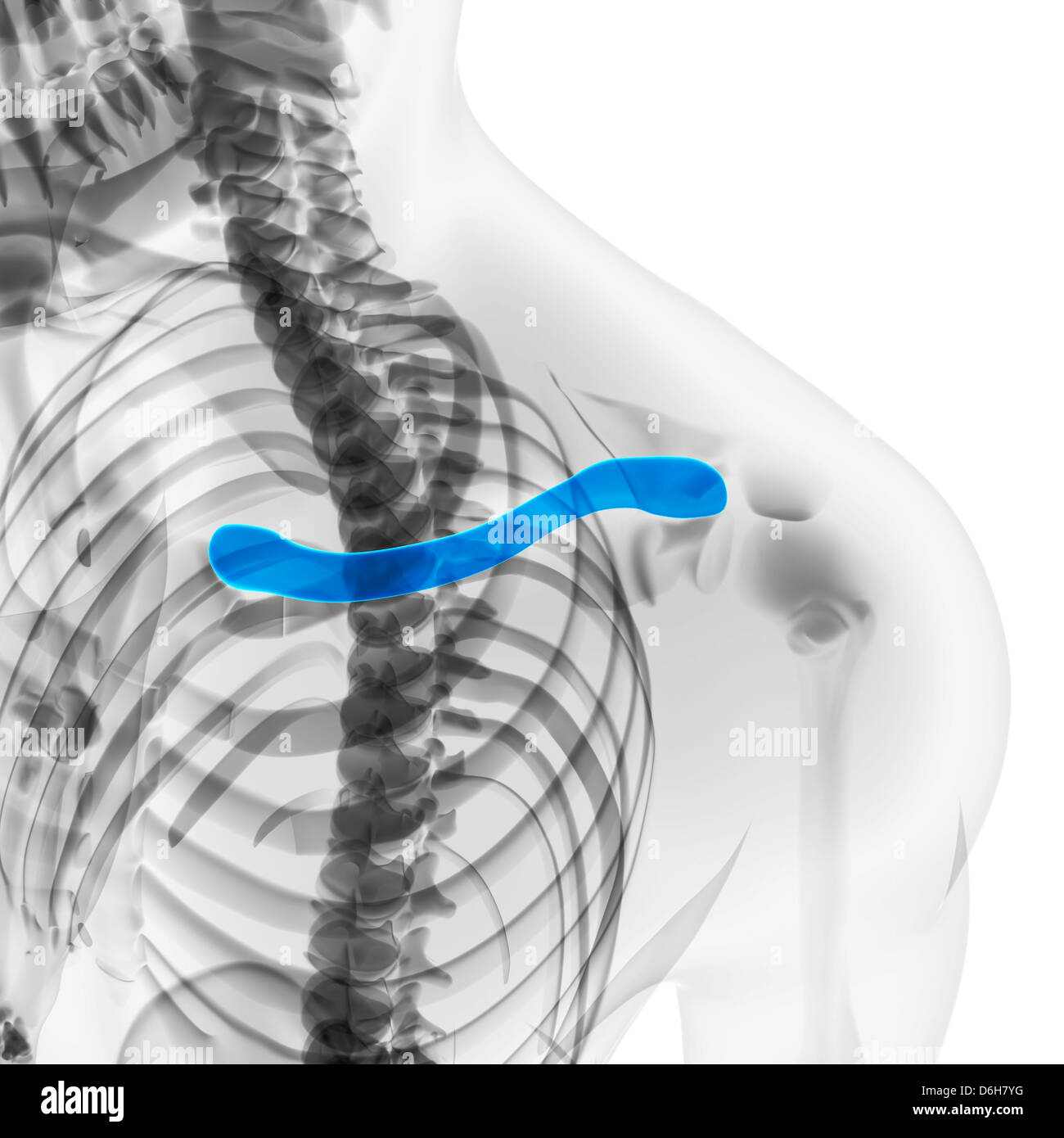 Collar bones, artwork Stock Photo Alamy