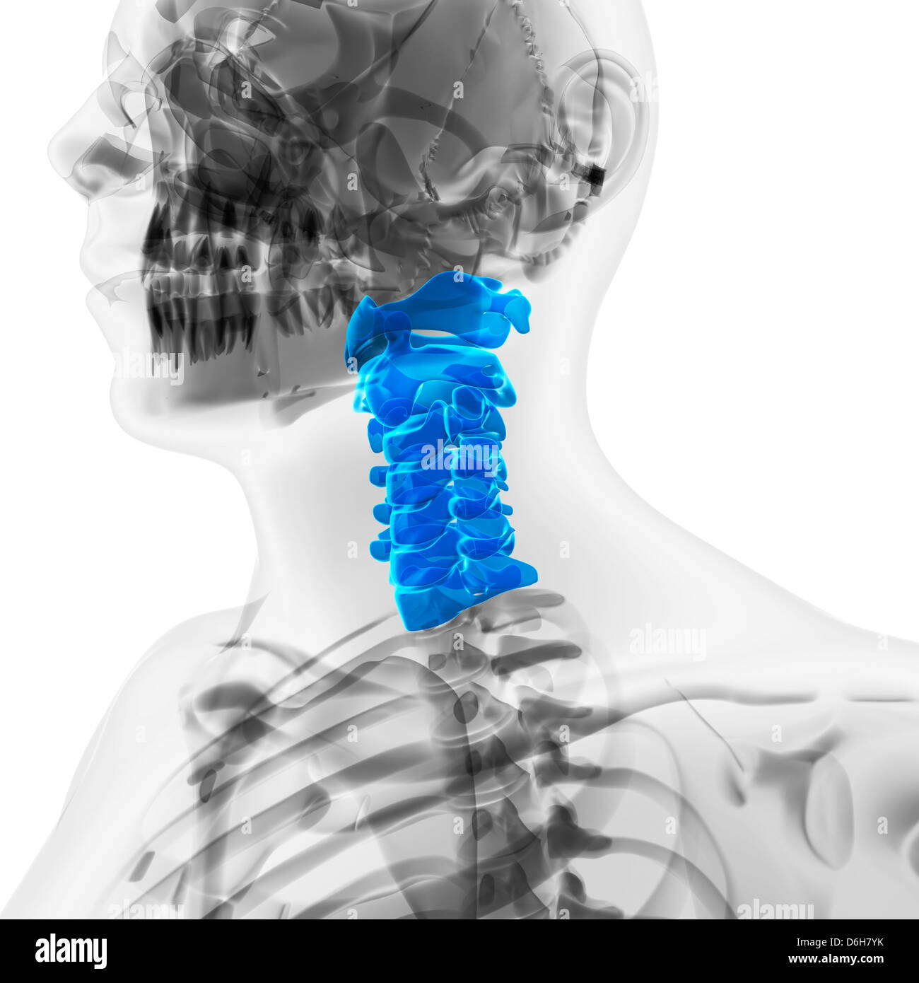 Cervical spine artwork hi-res stock photography and images - Alamy
