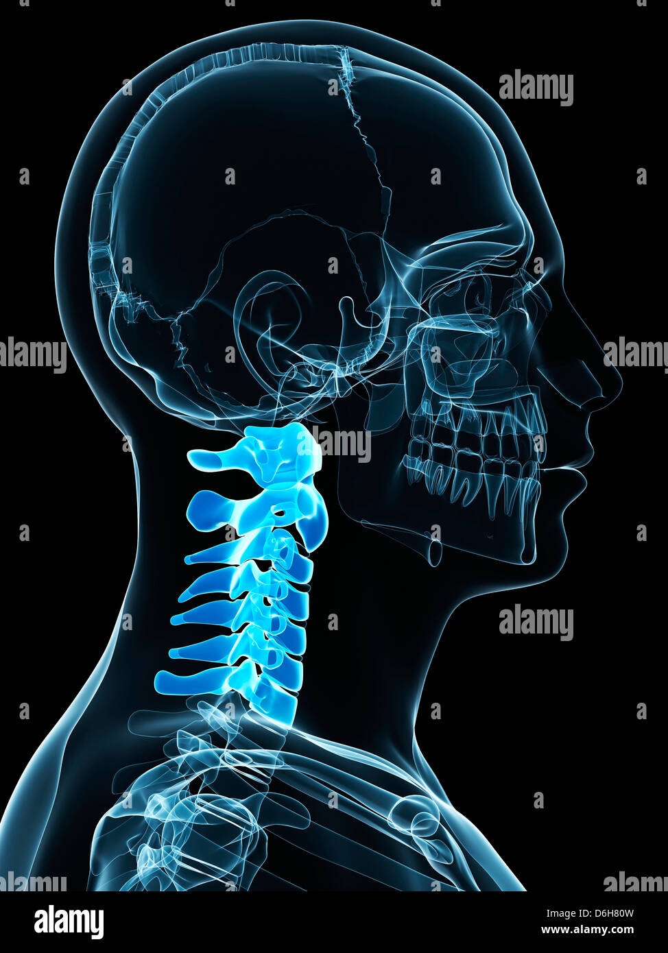 Cervical spine, artwork Stock Photo - Alamy