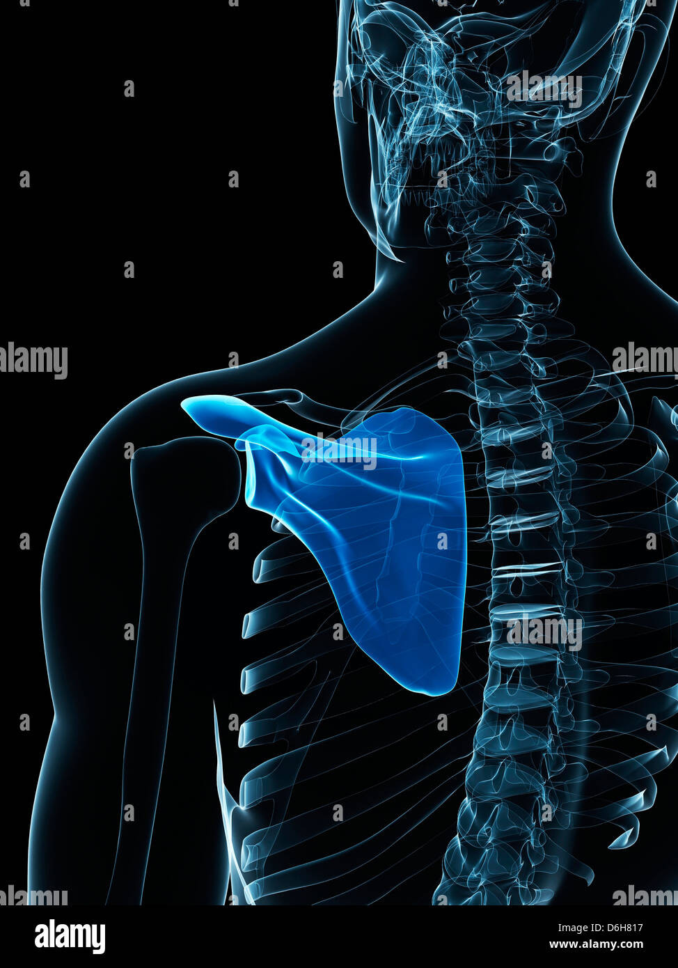 Shoulder blade, artwork Stock Photo Biology Diagrams