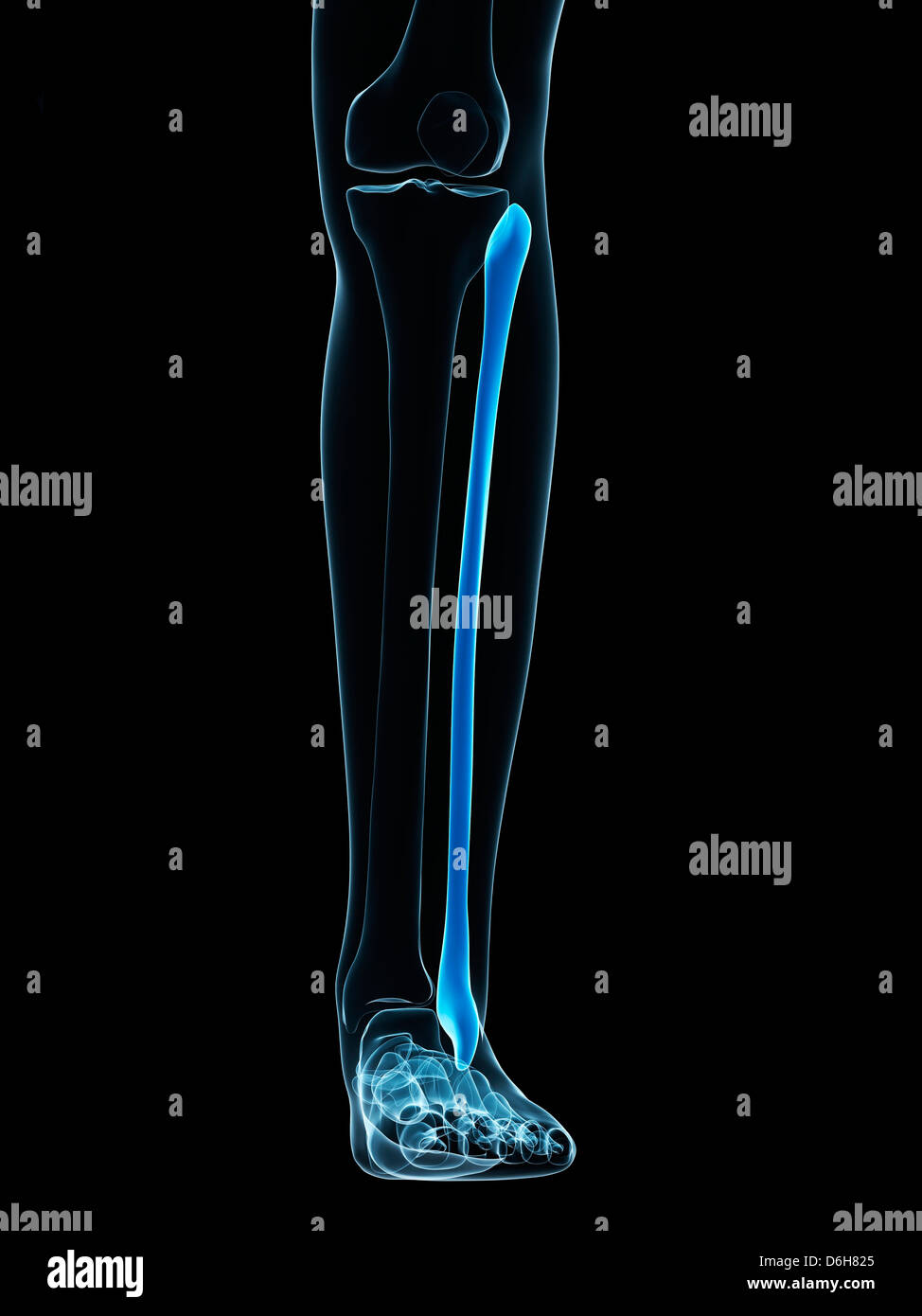 Fibula Bone High Resolution Stock Photography and Images Alamy