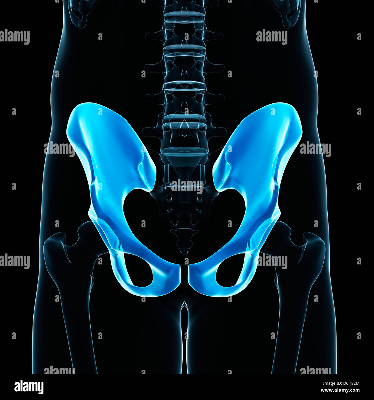 Human Hip Bones High Resolution Stock Photography and Images - Alamy