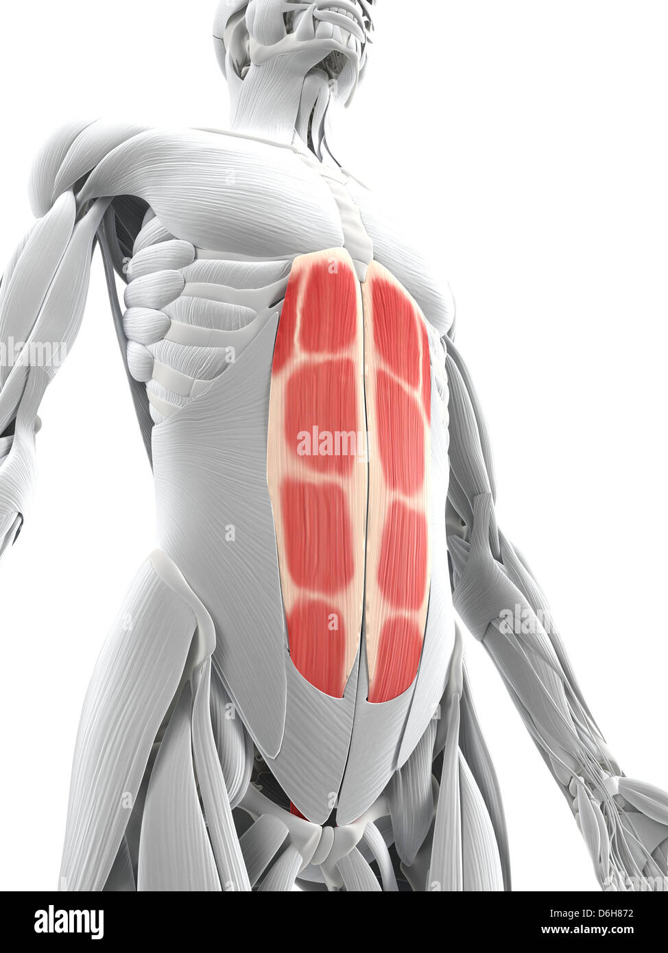 Abdominal Muscle Illustrations Stock Illustrations – 61 Abdominal Muscle  Illustrations Stock Illustrations, Vectors & Clipart - Dreamstime