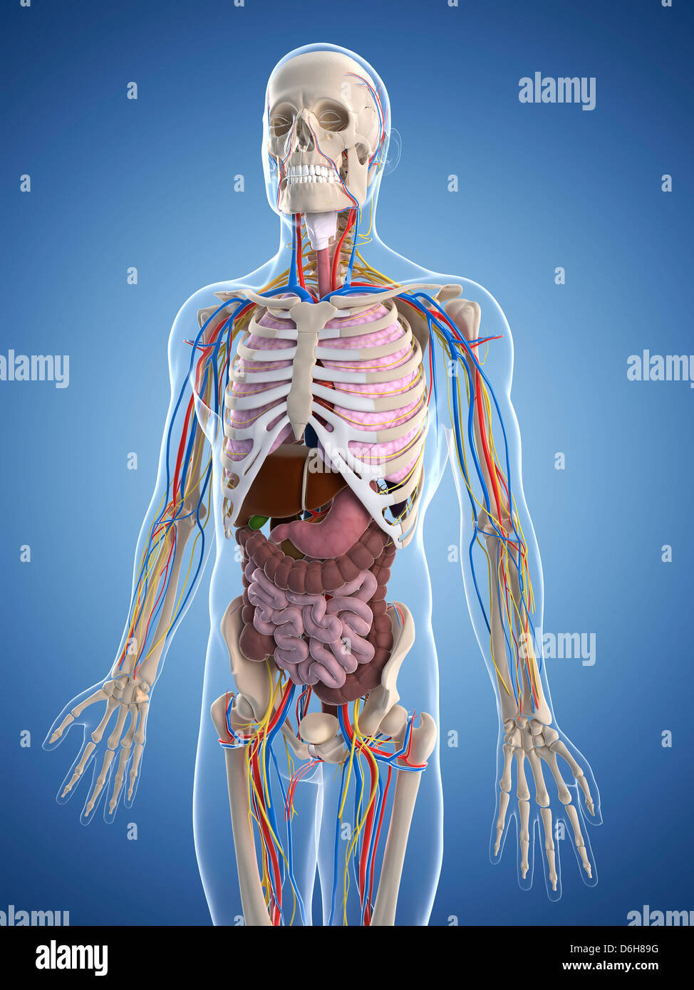 Male anatomy, artwork Stock Photo Alamy
