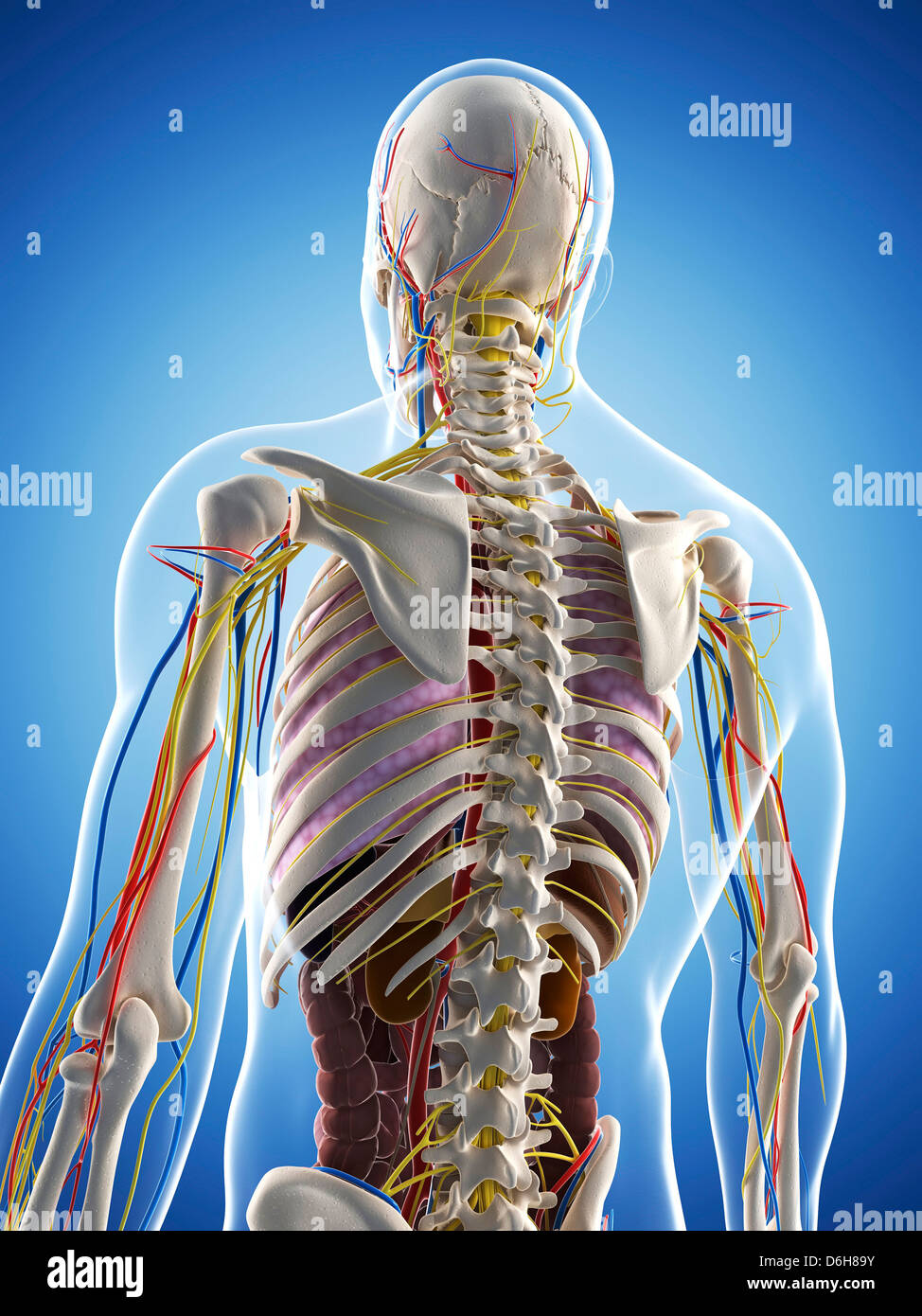 Male anatomy, artwork Stock Photo - Alamy