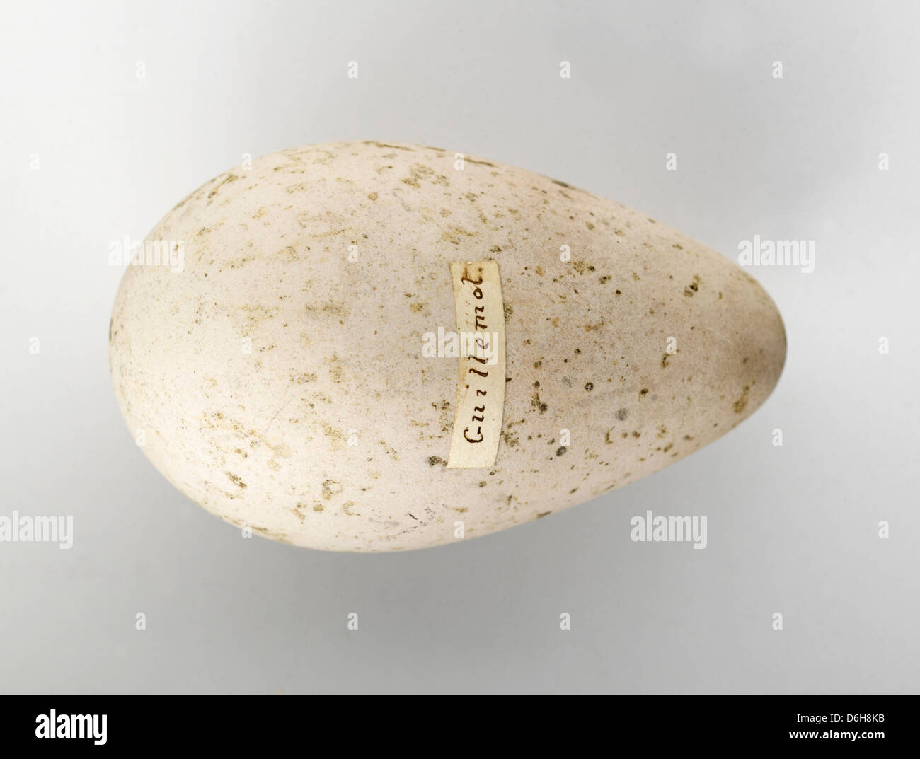 Old egg labeled 'Guillemot' Stock Photo