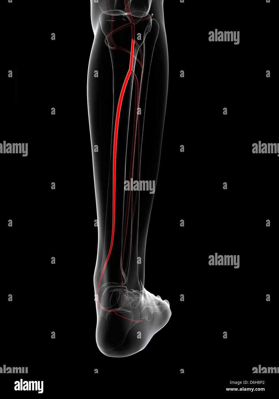 Calf artery, artwork Stock Photo Alamy
