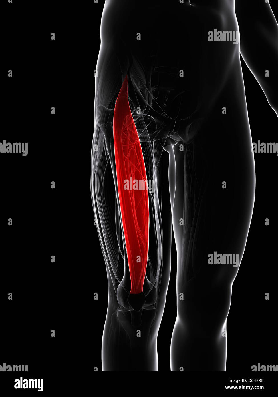 Thigh muscle, artwork Stock Photo Alamy