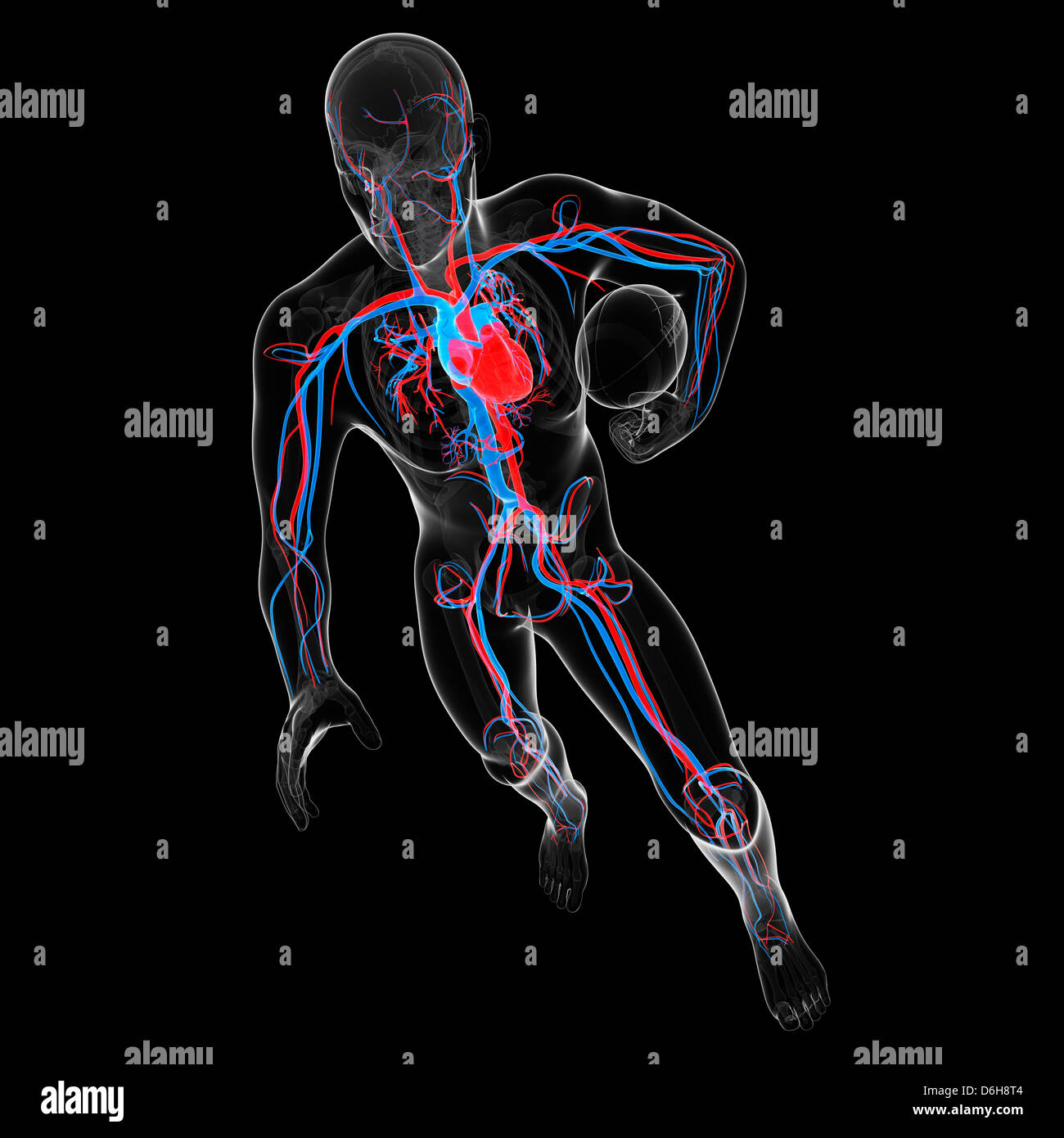 Cardiovascular system, artwork Stock Photo