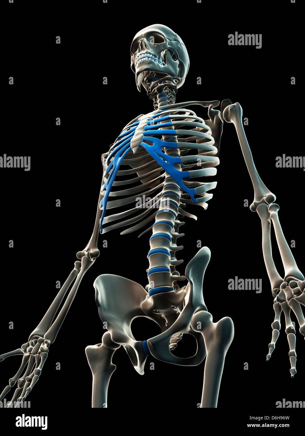 Male skeleton, artwork Stock Photo - Alamy