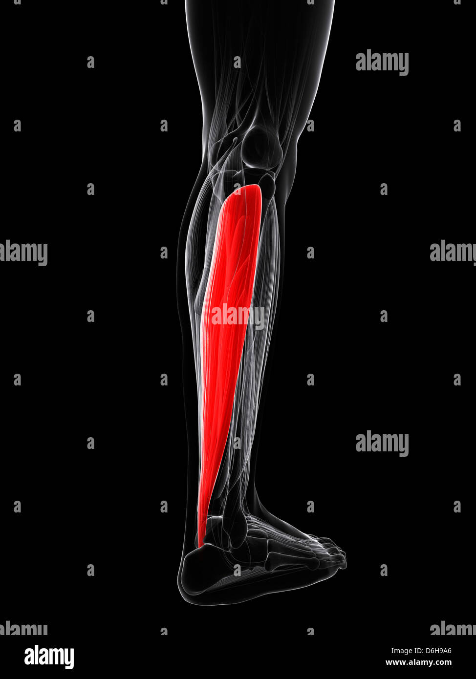 Calf muscle, artwork Stock Photo Alamy