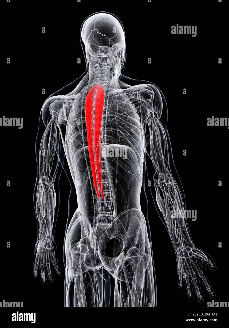 Back muscle, artwork Stock Photo
