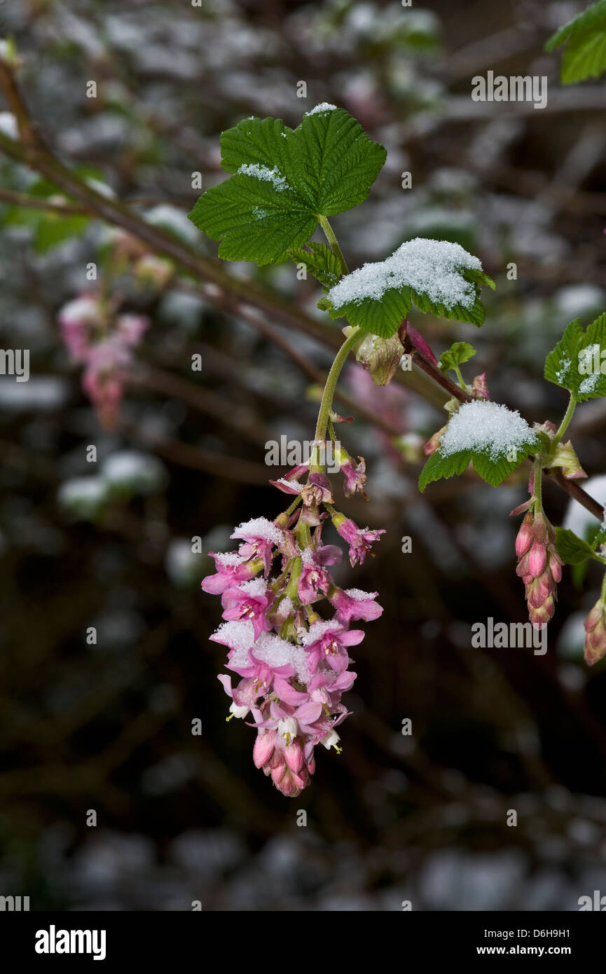 Flowering current shrub with snow cover in late spring Stock Photo