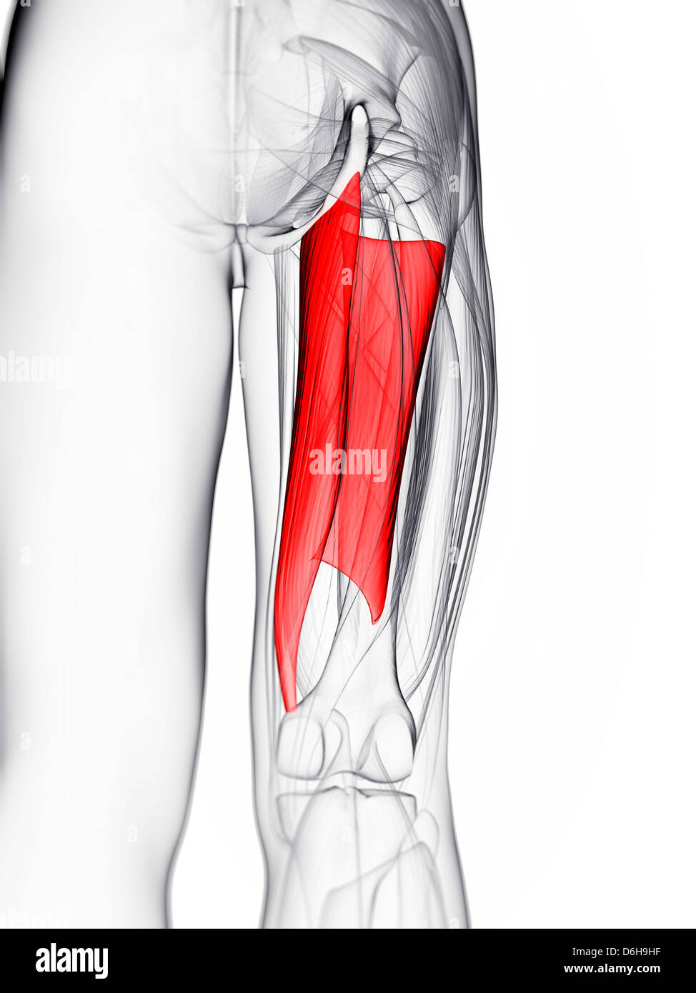 Abductor Muscle High Resolution Stock Photography and Images - Alamy