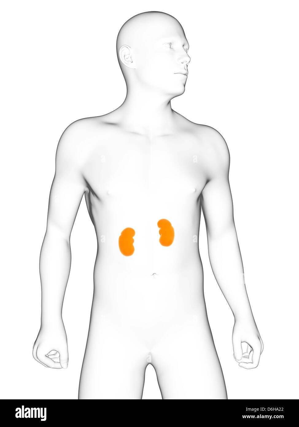 Healthy kidneys, artwork Stock Photo Alamy