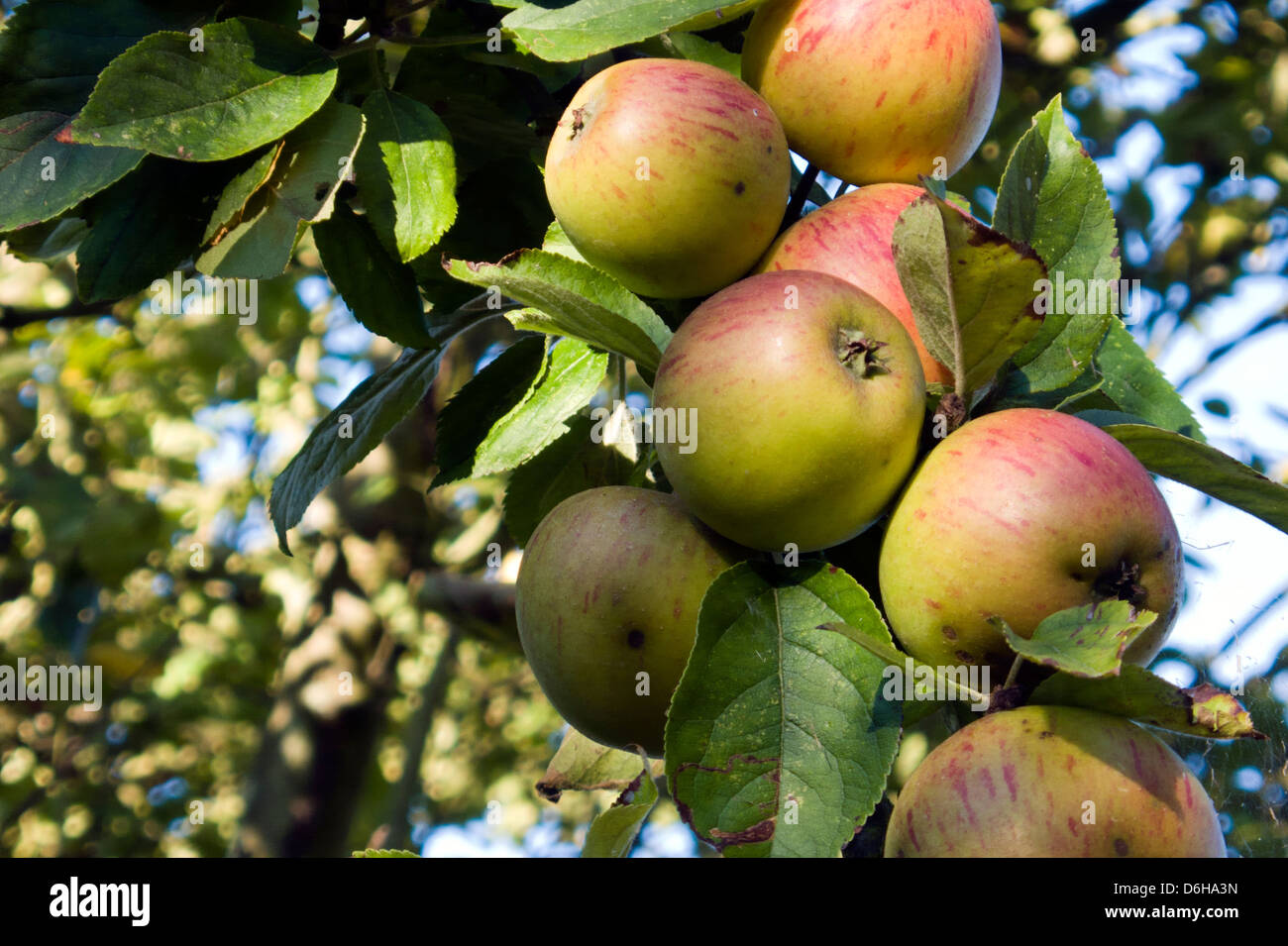 Apple orchard normandy hires stock photography and images Alamy