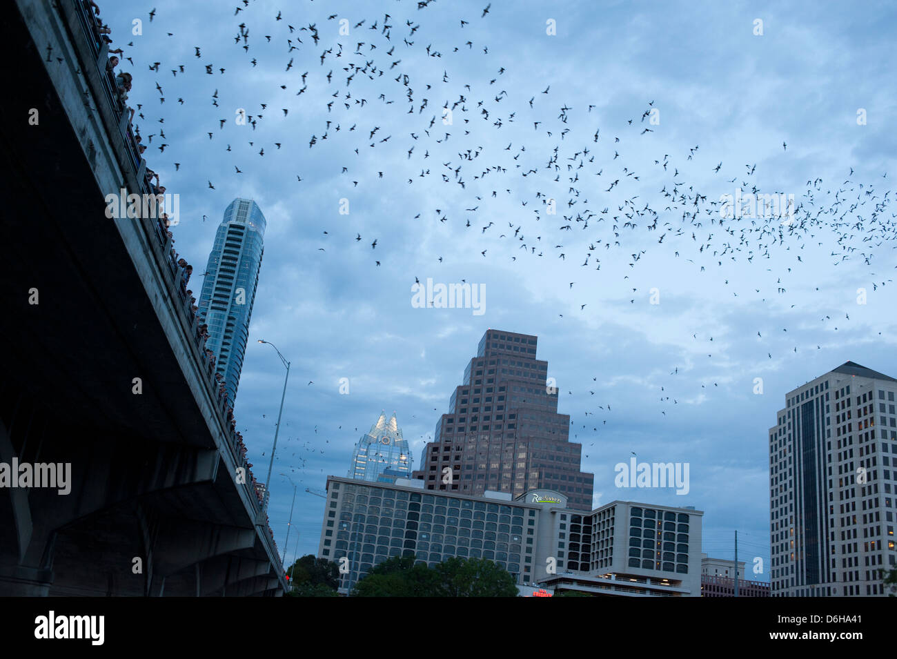 Austin bats at congress avenue bridge hires stock photography and