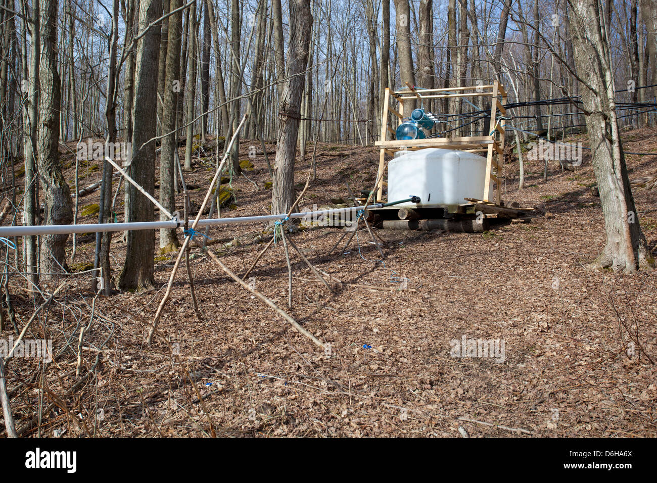 Maple Sap Being Tapped from Sugar Maple Trees and Sent via Tubes to ...