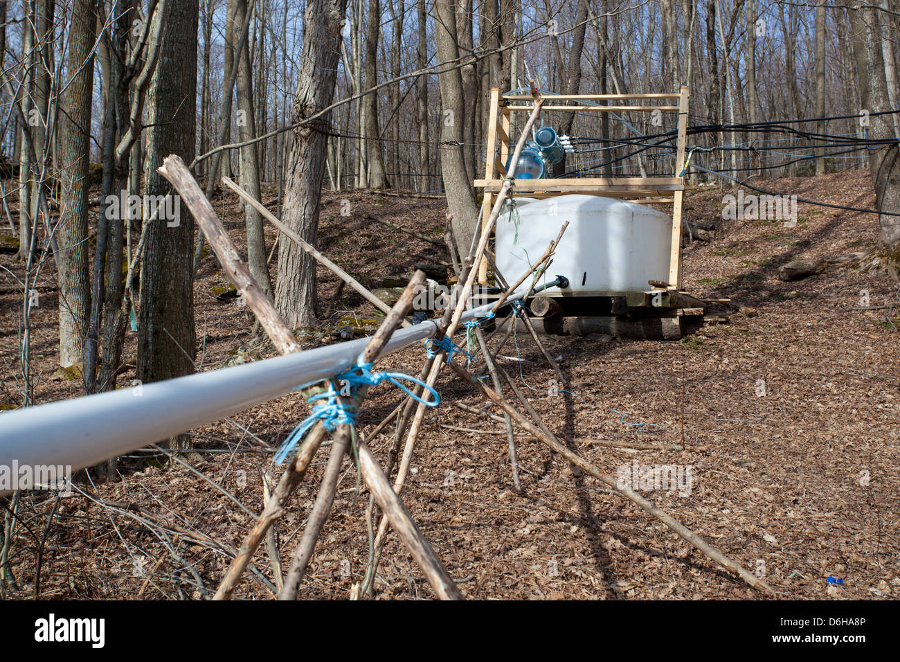 Maple Sap Being Tapped from Sugar Maple Trees and Sent via Tubes to ...