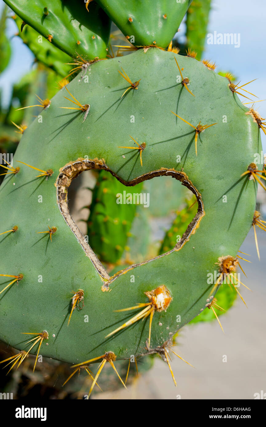 Carved Cactus Carved Cactus