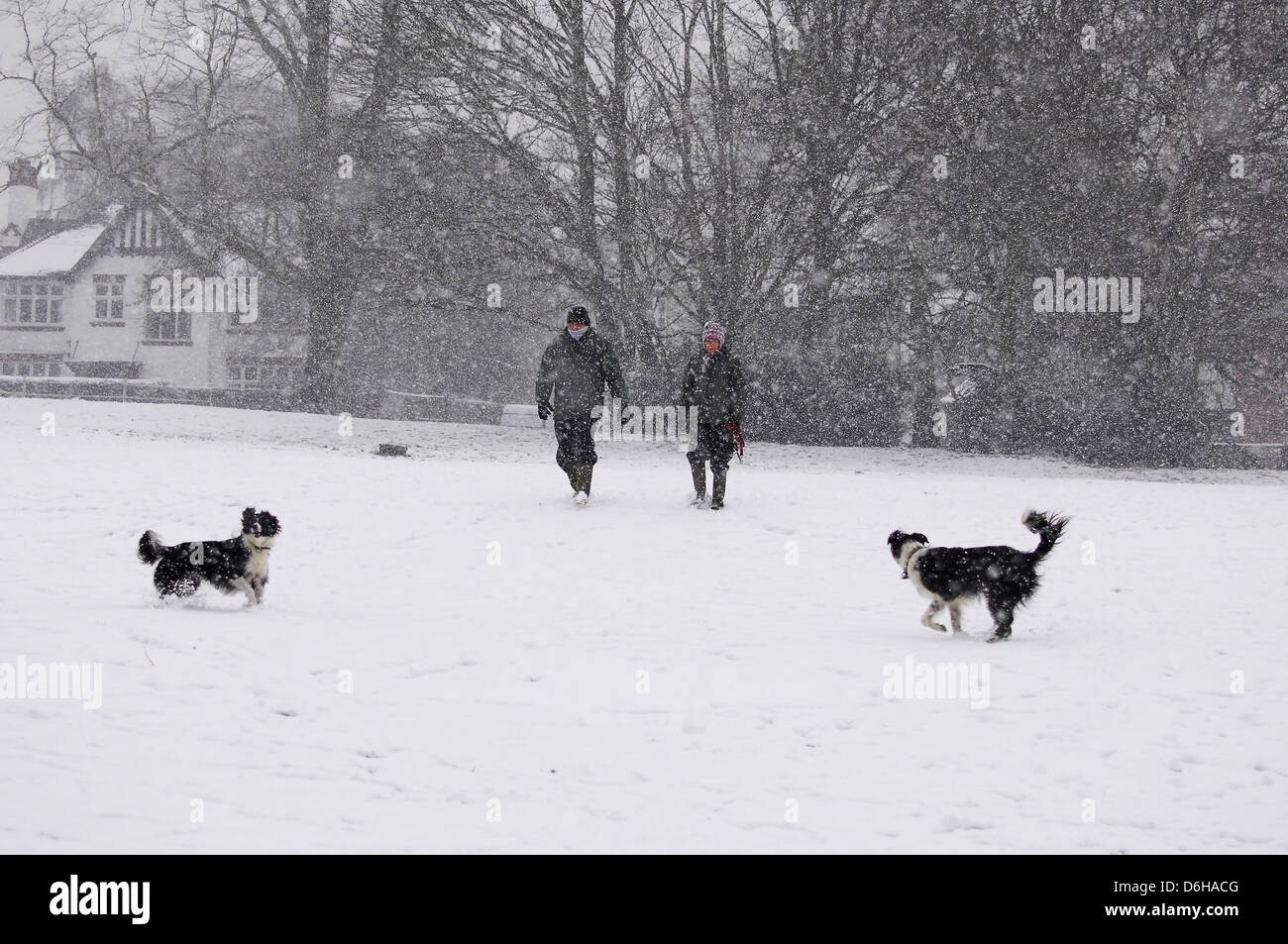 A couple walking with their dogs in a snowy park Stock Photo - Alamy