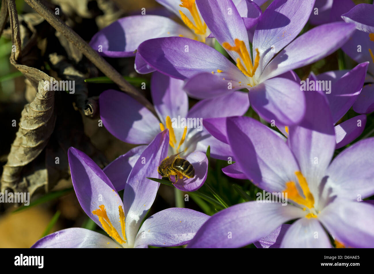Group of blue crocus flowers in sun with pollinating bee Stock Photo