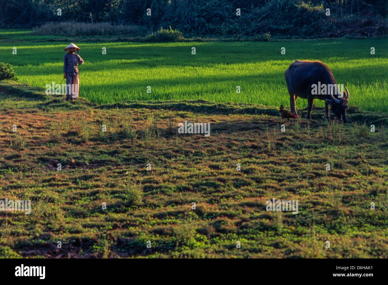 rice field old woman chicken and water buffalo, Travel, Asia, Hue Vietnam Stock Photo