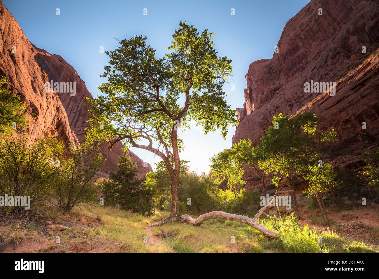 Trees growing in green valley Stock Photo